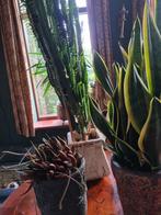 Kamerplanten,, Overige soorten, Minder dan 100 cm, Halfschaduw, In pot