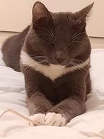 Kat zoekt nieuw huis met maatjes, Dieren en Toebehoren, Katten en Kittens | Raskatten | Korthaar, Kater, Ontwormd, 0 tot 2 jaar
