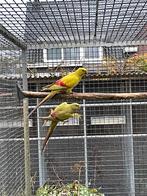 1-1 pastel bergparkieten. 2025., Dieren en Toebehoren, Vogels | Parkieten en Papegaaien, Meerdere dieren, Parkiet