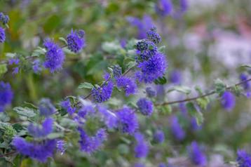 Baardbloem - Caryopteris clandonensis heesters    beschikbaar voor biedingen