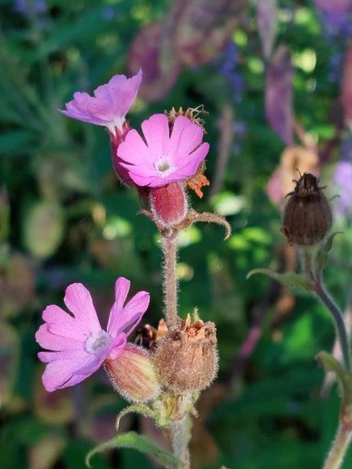 zaden Silene dioica, Tuin en Terras, Bloembollen en Zaden, Zaad, Voorjaar, Volle zon, Verzenden