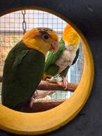 Groendij pop 2025, Caique, Groenboek, Vrouwelijk, Papegaai, Geringd