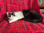 Kittens kruising maincoon, Dieren en Toebehoren, Meerdere dieren, Langharig, 0 tot 2 jaar