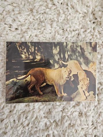 Ouwehands Dierenpark Rhenen - Leeuwen beschikbaar voor biedingen