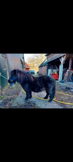 Shetlander Ruin, Dieren en Toebehoren, Gechipt, Ruin, 3 tot 6 jaar, A pony (tot 1.17m)