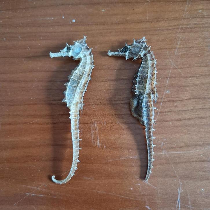 Gedroogde Zeepaardjes - Mannelijk & Vrouwelijk, Verzamelen, Overige Verzamelen, Gebruikt, Ophalen