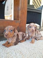 De knapste dwergteckel pups, Nederland, CDV (hondenziekte), 8 tot 15 weken, Korthaar