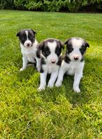 Border collie pups, Rabiës (hondsdolheid), 8 tot 15 weken, Collie, Meerdere
