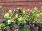 Pluimhortensias - hydrangea paniculata, Tuin en Terras, Planten | Tuinplanten, Volle zon, Vaste plant, Zomer, Ophalen