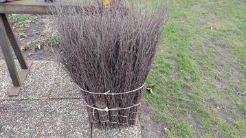 Berken rijsbezems/Halloween Bezems beschikbaar voor biedingen