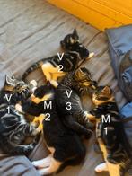 kittens, Dieren en Toebehoren, Katten en Kittens | Overige Katten, Poes