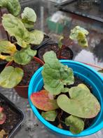 Rabarber...3  voor, Tuin en Terras, Planten | Tuinplanten, Ophalen