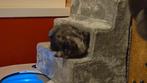 Siberische kitten, Poes, Gechipt