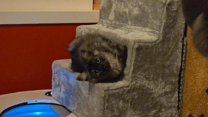 Siberische kitten, Dieren en Toebehoren, Katten en Kittens | Raskatten | Langhaar, Poes, Gechipt, Ontwormd