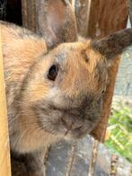 3 konijnen (dames), Dieren en Toebehoren, Konijnen, Meerdere dieren