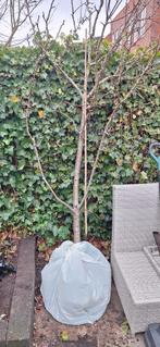 Conferance perenboom 2,5 - 3 mtr., Tuin en Terras, Planten | Fruitbomen, Ophalen, Lente, Volle zon, Perenboom