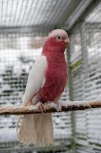 Rose kaketoe lutino man, Mannelijk, Papegaai, Geringd