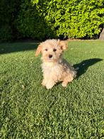 Maltipoo (Maltezer x Poedel) pups, Dieren en Toebehoren, Honden | Chihuahua's en Gezelschapshonden, Poedel, Nederland, CDV (hondenziekte)