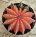 Cactus Gymnocalycium Mihanovichii p7 (5), Huis en Inrichting, Kamerplanten, Ophalen of Verzenden, Cactus, Volle zon, Minder dan 100 cm