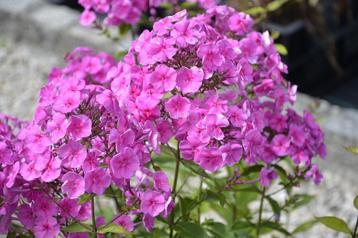 flox roze beschikbaar voor biedingen
