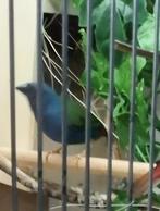 Forbes papagaai amadines, Meerdere dieren, Geringd