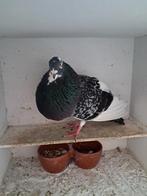 Kras witslag, Dieren en Toebehoren, Vogels | Duiven, Mannelijk, Kropper