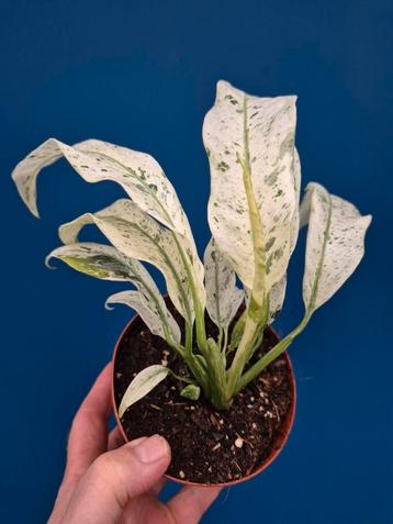 Epipremnum Gigantheum Variegata p12 (9) beschikbaar voor biedingen