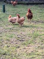 Ter overname Wyandotte krielen, Dieren en Toebehoren, Pluimvee, Meerdere dieren, Kip