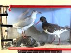 Opgezette Taxidermie vogels, Verzamelen, Dierenverzamelingen, Ophalen, Gebruikt, Vogel, Opgezet dier