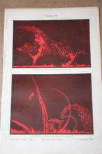 Antieke kleurenprent - Zon met protuberans [Trouvelot] - 190, Ophalen of Verzenden, Voor 1940, Gebruikt