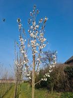 Prunus serrulata 'Sunset Boulevard', Ophalen, In pot, Volle zon, Overige soorten