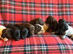 Duitse staande korthaar pups, 8 tot 15 weken, Meerdere, Meerdere dieren, Duitse Staande hond