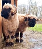 Gezocht walliser dekram, Mannelijk, Schaap