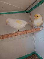 Kopple gele Mozaïek te koop, Dieren en Toebehoren, Vogels | Kanaries, Kleurkanarie