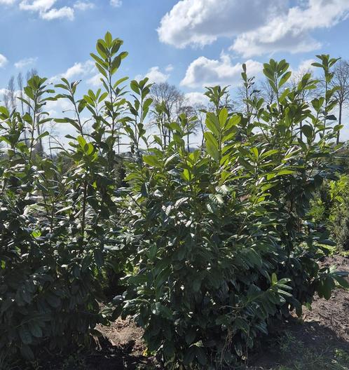 Prunus laurocerasus Novita | wintergroene struik, Tuin en Terras, Planten | Struiken en Hagen, Struik, Laurier, 100 tot 250 cm