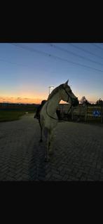 Stalling gezocht omgeving pijnacker, Weidegang, 1 paard of pony
