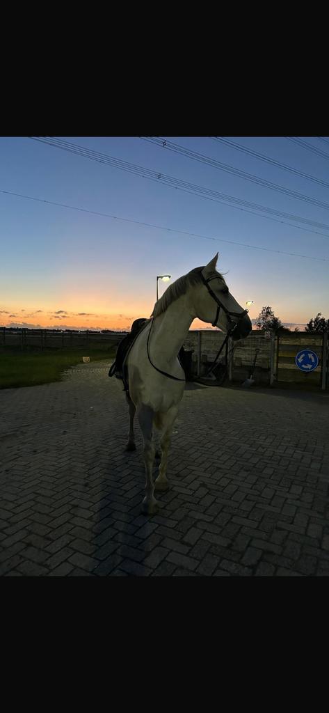 Stalling gezocht omgeving pijnacker, Dieren en Toebehoren, Stalling en Weidegang, Stalling, Weidegang, Toebehoren, 1 paard of pony