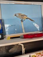 Baardman pop gezocht voor deze jonge man, Vrouwelijk