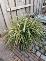 Liriope Monroe white grote planten c10 liter pot 50cm rond, Tuin en Terras, Planten | Tuinplanten, Ophalen, Overige soorten, Volle zon