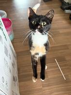 Poes luna, Poes, Kortharig, 0 tot 2 jaar