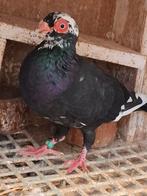 Jong koppel Valkenet duiven., Dieren en Toebehoren, Vogels | Duiven, Meerdere dieren, Overige soorten