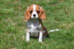 Cavalier King Charles Spaniël pups te koop, Dieren en Toebehoren, Honden | Retrievers, Spaniëls en Waterhonden, Rabiës (hondsdolheid)