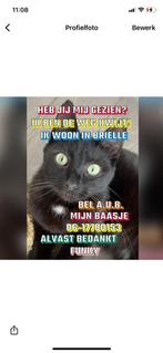 FUNKY VERMIST 22-09’25 brielle, Dieren en Toebehoren, Vermiste en Gevonden Dieren, Kat