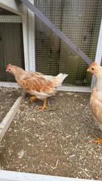 Hanen / haantjes, Dieren en Toebehoren, Pluimvee, Mannelijk, Kip