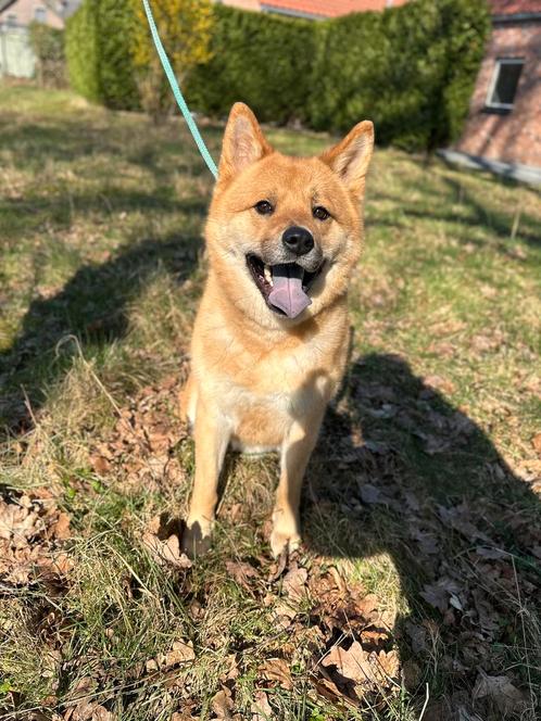 Akita x Chow chow, Dieren en Toebehoren, Honden | Poolhonden, Keeshonden en Oertypen, Reu, Overige rassen, Particulier, Eén hond