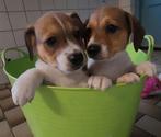 Boerenfox pups met unieke kleurtjes (1 reutje en 1 teefje), Dieren en Toebehoren, Overige rassen, CDV (hondenziekte), 8 tot 15 weken