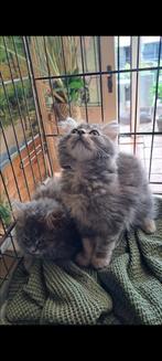 Prachtige Mainecoon Kittens, Dieren en Toebehoren, Katten en Kittens | Raskatten | Langhaar, Poes, Ontwormd, 0 tot 2 jaar