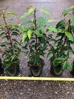 Portugese Laurier, Prunus Angustifolia, Haagplant, Ophalen, Laurier, Haag, Minder dan 100 cm