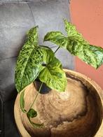 Syngonium mottled, Ophalen, Overige soorten, Minder dan 100 cm