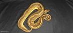 Ball python vrouwen ( Januari deal) GERESERVEERD, Dieren en Toebehoren, Reptielen en Amfibieën, Slang, Tam, 3 tot 6 jaar